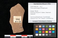 Foto (Objekt + Etikett) von Chana parschlugiana Ettingshausen (NHMW-GEO-2024-0188-0104)